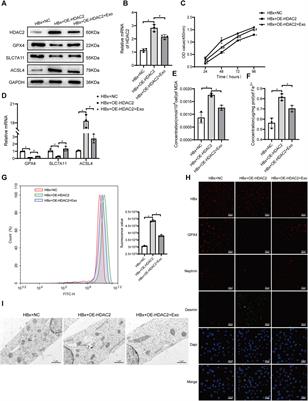 Exosomal miR-223-3p from bone marrow mesenchymal stem cells targets HDAC2 to downregulate STAT3 phosphorylation to alleviate HBx-induced ferroptosis in podocytes